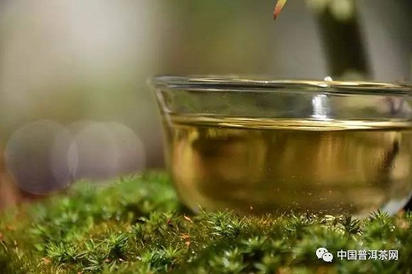 茶树对生长环境的要求之光照