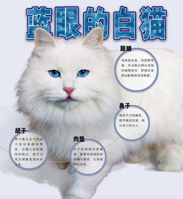 阴阳眼的猫咪可以通灵 说说猫咪的虹膜异色 界面新闻 Jmedia