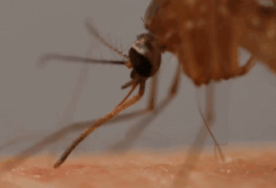 你知道蚊子是怎么 爱 上你的吗 界面新闻 Jmedia