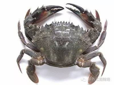澳洲🦘 路亞假餌擬餌代購CHASEBAITS CRUSTY CRAB螃蟹擬餌