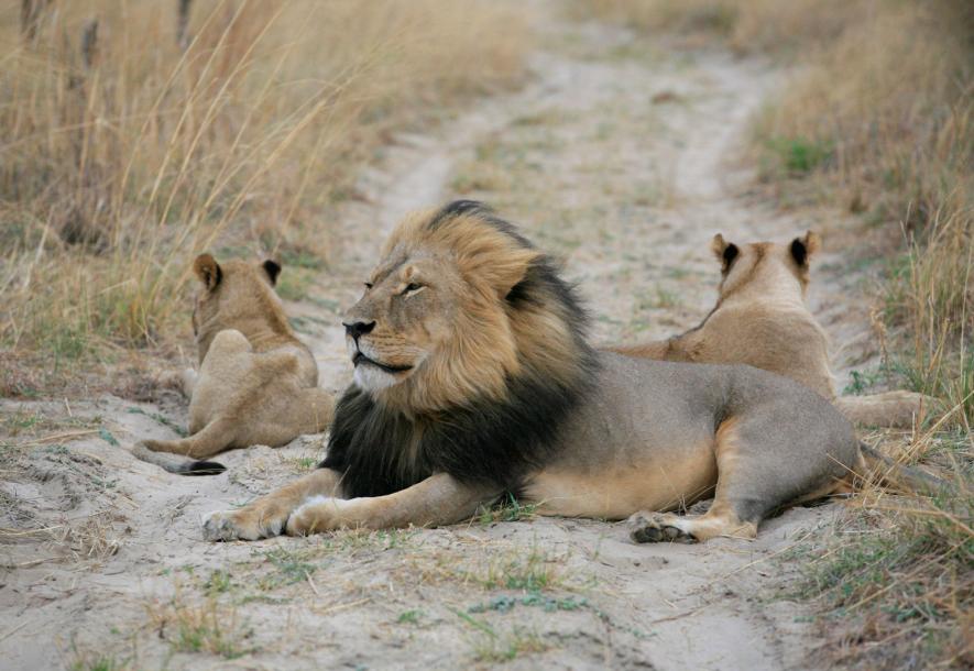 津巴布韦狮王塞西尔图片