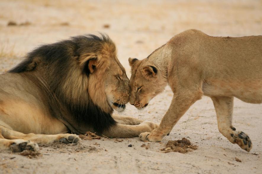 津巴布韦狮王塞西尔图片