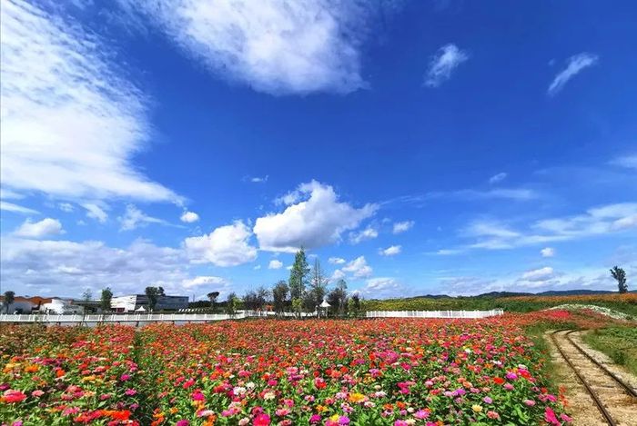 龙泉驿区蔚然花海率先开启a级景区全新经营模式 一次购票 终身免费 界面新闻