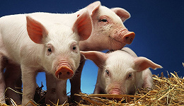 股价8日跌22%，新希望的「猪产业」之殇