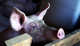 猪周期里生猪企业和肉制品企业的相反境遇
