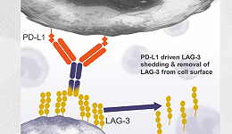 双抗 or 联合疗法，谁是PD-1黄金搭档LAG-3的最优解？