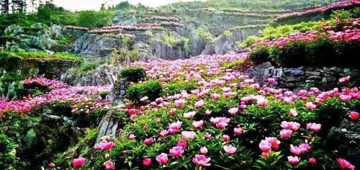 相约安徽·向春而行| 惊艳，芜湖市春季赏花全攻略