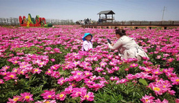 “千年药都·醉美花海”2023亳州芍花养生文化旅游系列活动开幕!