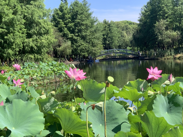 管家婆马报图今晚