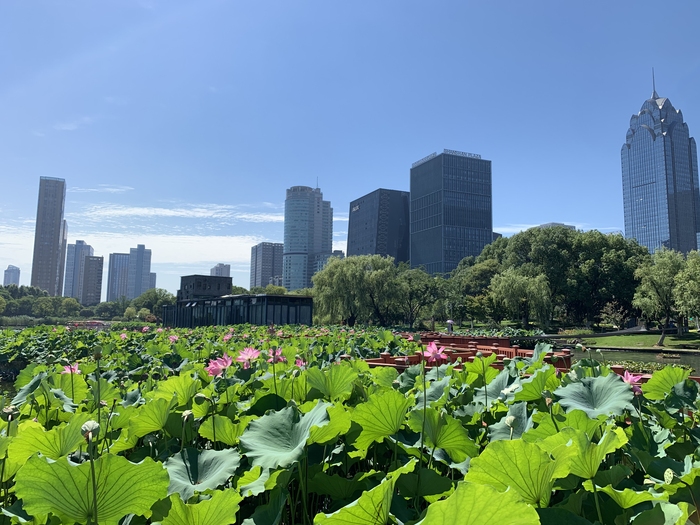 管家婆马报图今晚