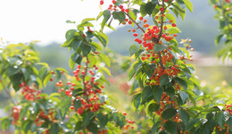 時評 | 一抹櫻紅三十載，嶗山鄉村振興“紅了”