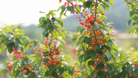 時評 | 一抹櫻紅三十載，嶗山鄉(xiāng)村振興“紅了”