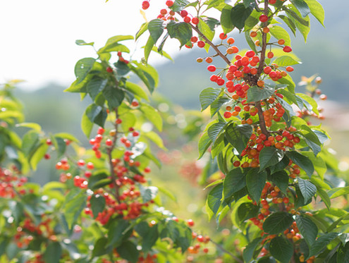 時評 | 一抹櫻紅三十載，嶗山鄉(xiāng)村振興“紅了”