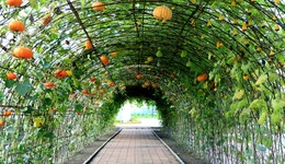 人才、技術、設施齊驅動 捧穩蔬菜產業園區“金飯碗”