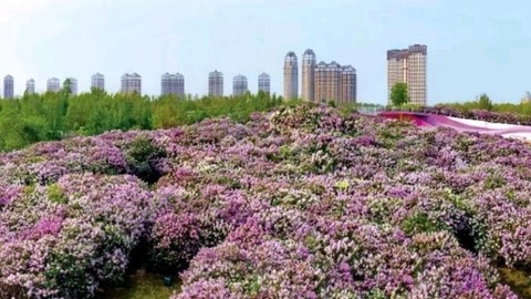 哈爾濱市發(fā)布丁香賞花點位和路線
