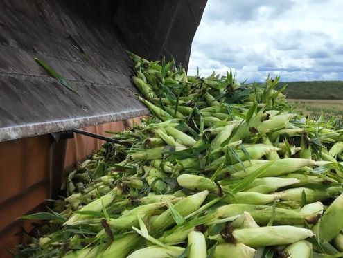 呼玛有机鲜食玉米基地迎来最佳采摘期