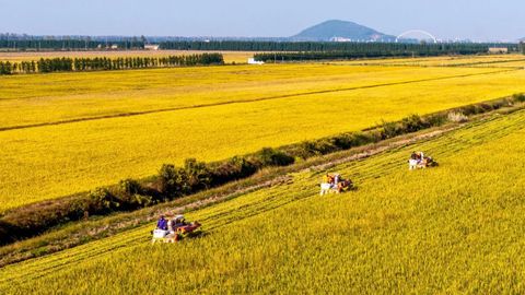 山西省全力抢收抢烘确保颗粒归仓
