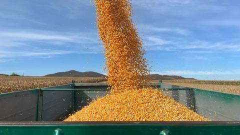 亩均单产提升！黑河全年粮食总产预计突破120亿斤