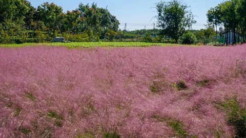 石家庄栾城丨粉黛花海来袭！这里美成了童话世界！