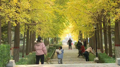 石家庄市鹿泉区海山公园：银杏“披金”醉游人