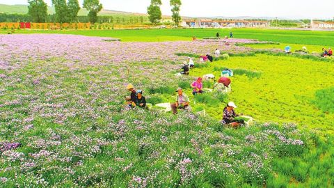 全球行业首家 右玉小香葱获欧盟有机认证