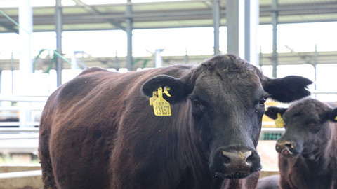 只此山东 | 从良种到优品，这是滨州畜牧高质量发展“密码”