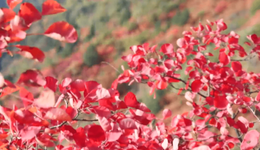 中条山下“红黄配”：平陆农文旅融合绘就振兴图景