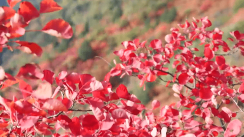 中条山下“红黄配”：平陆农文旅融合绘就振兴图景