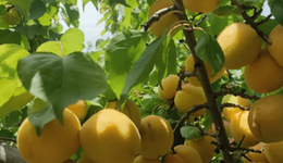 面子靓 里子实 心气高——“永安蝶变”三部曲